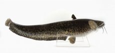 Trophy Catfish 106cm  on feet