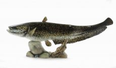 Trophy Catfish 106cm on rock
