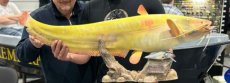 Trophy Catfish ALBINO 106cm on rock